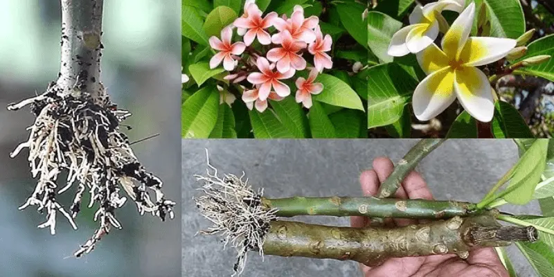 Propagation of plumeria