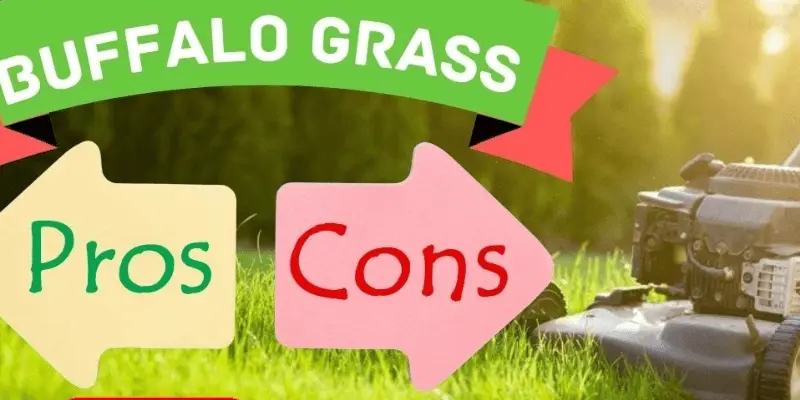 Pros & Cons Of Buffalo Grass