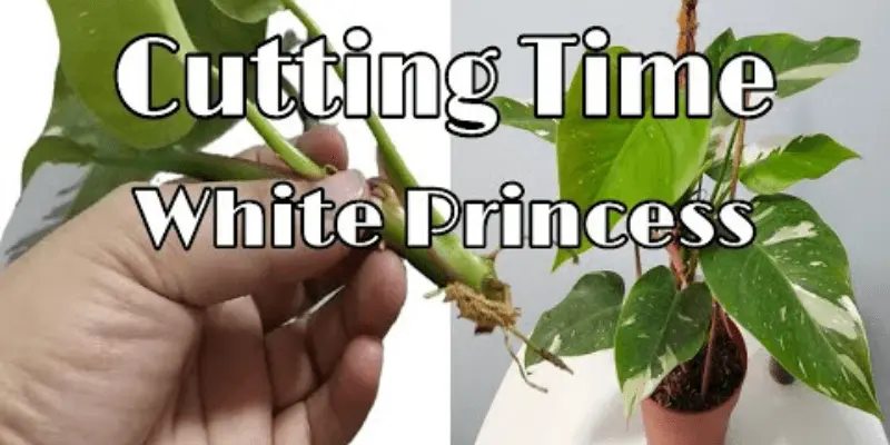 Pruning and Care