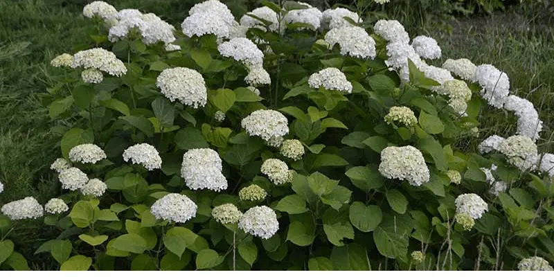 Smooth Hydrangea (Hydrangea Arborescens)