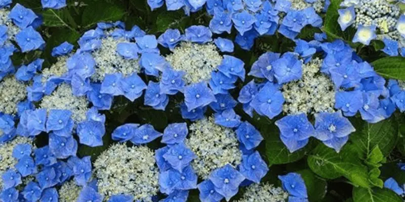 Teller Hydrangea (Hydrangea Macrophylla 'Teller')