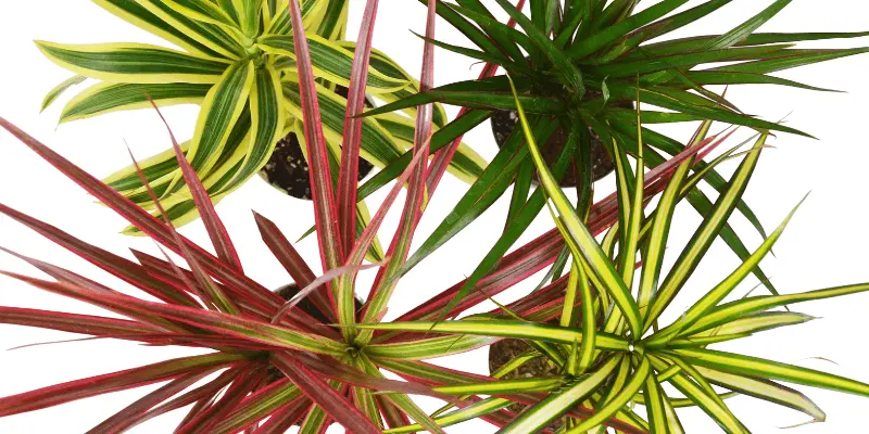 Types of dracaena indoor plants