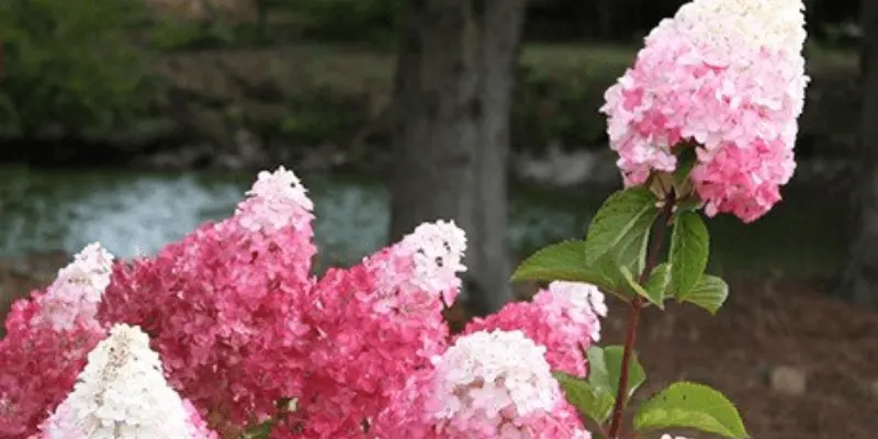 Vanilla Strawberry Hydrangea (Hydrangea Paniculata 'Renhy')