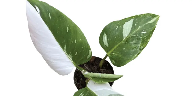 Varieties Of Philodendron White Princess