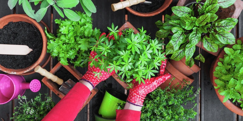 Well-being-with-Indoor-Herbs