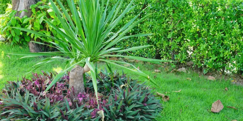 dracaena indoor care