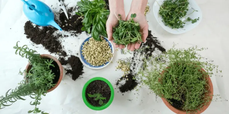 herb selection for indoor gardening