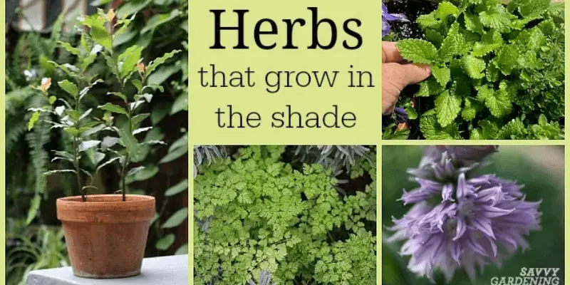 herbs growth