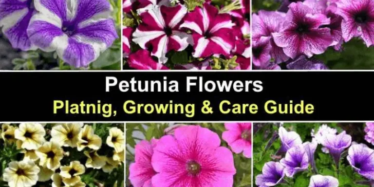 Petunia Plant: A Complete Guide About Growing & Petunia Care Indoors