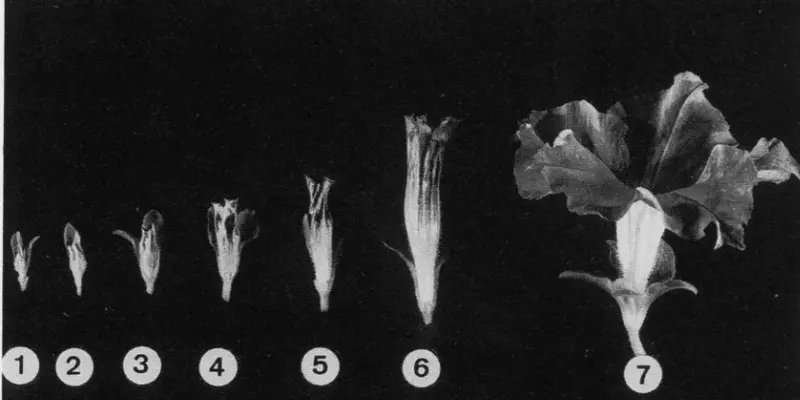 petunia growth