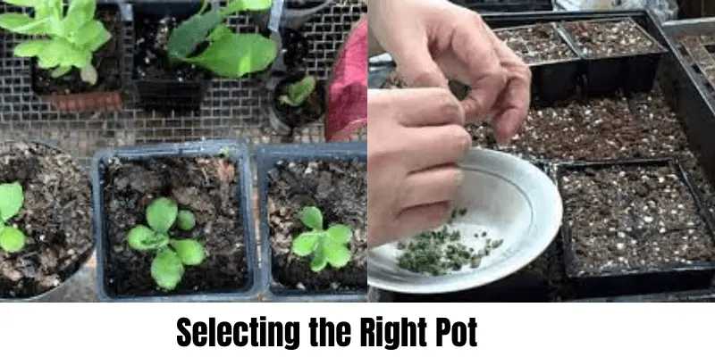 Selecting the right pot for proper growth