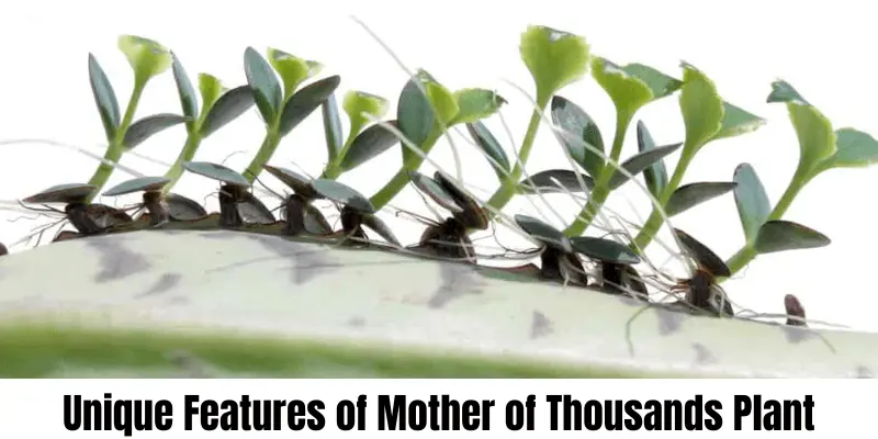 Unique features of leaf of Mother of thousands plant