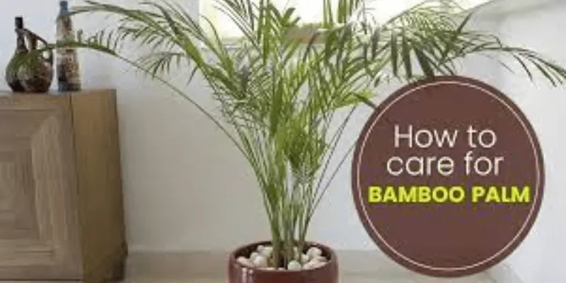 Bamboo Palms Care Tips