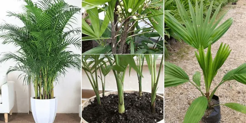 How To Grow Bamboo palms