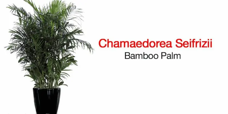 Indoor Bamboo Palms Care How to Plant & Grow